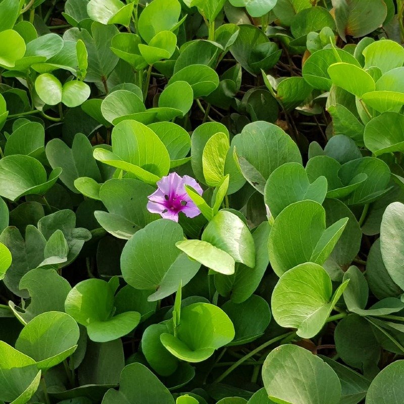 عا ئشة محمد