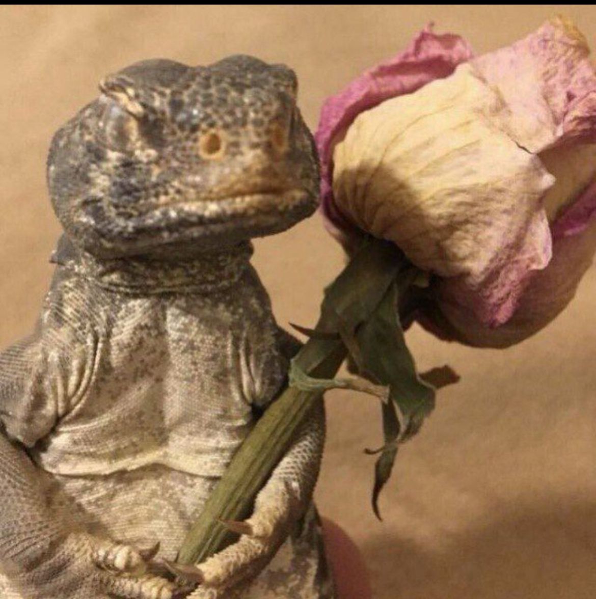 اياد المطيري