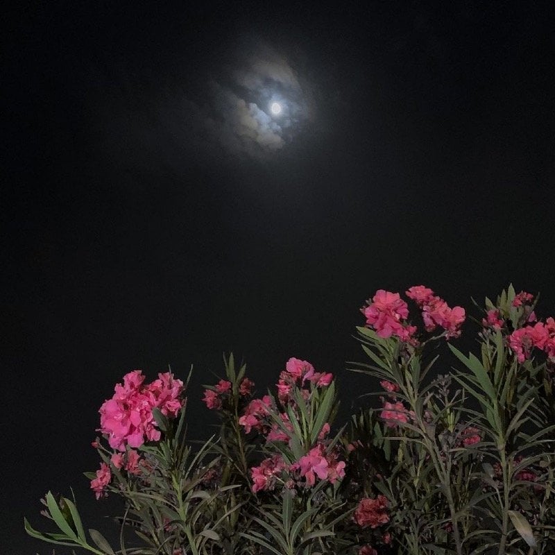 اماني الفهمي