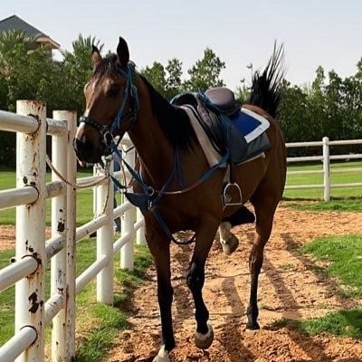 مها السبيعي