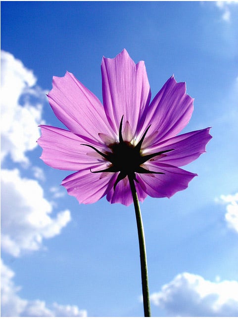 shahad alharbi