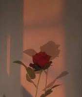 رِهام مشيخي