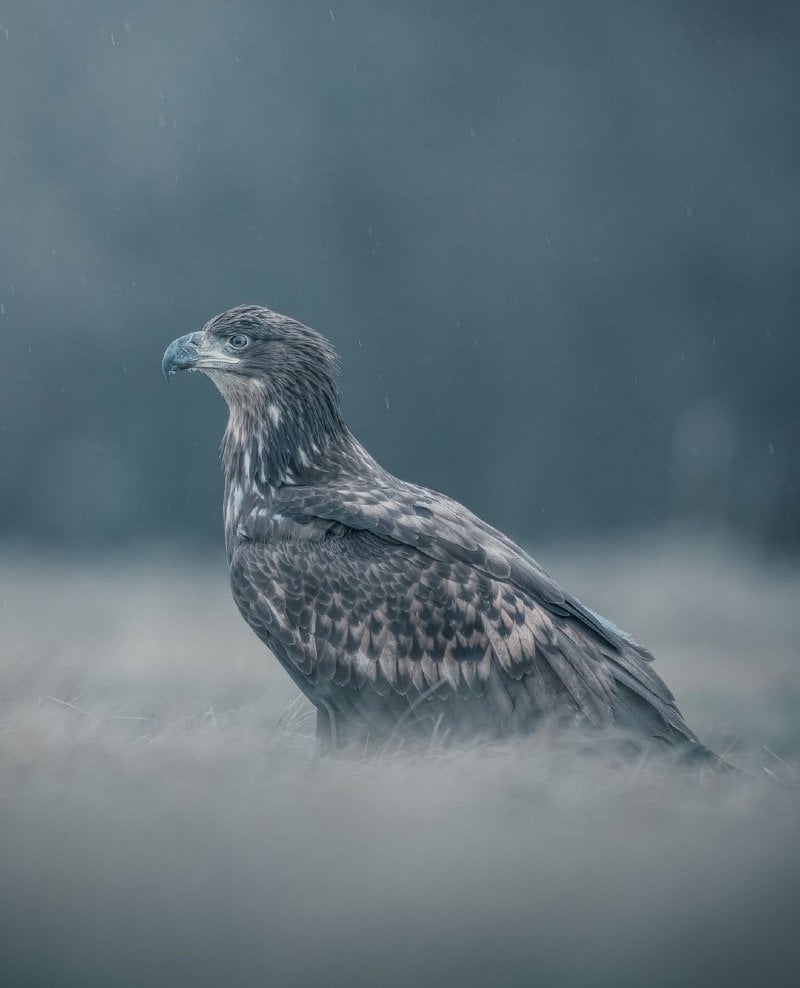 خليل العتيبي