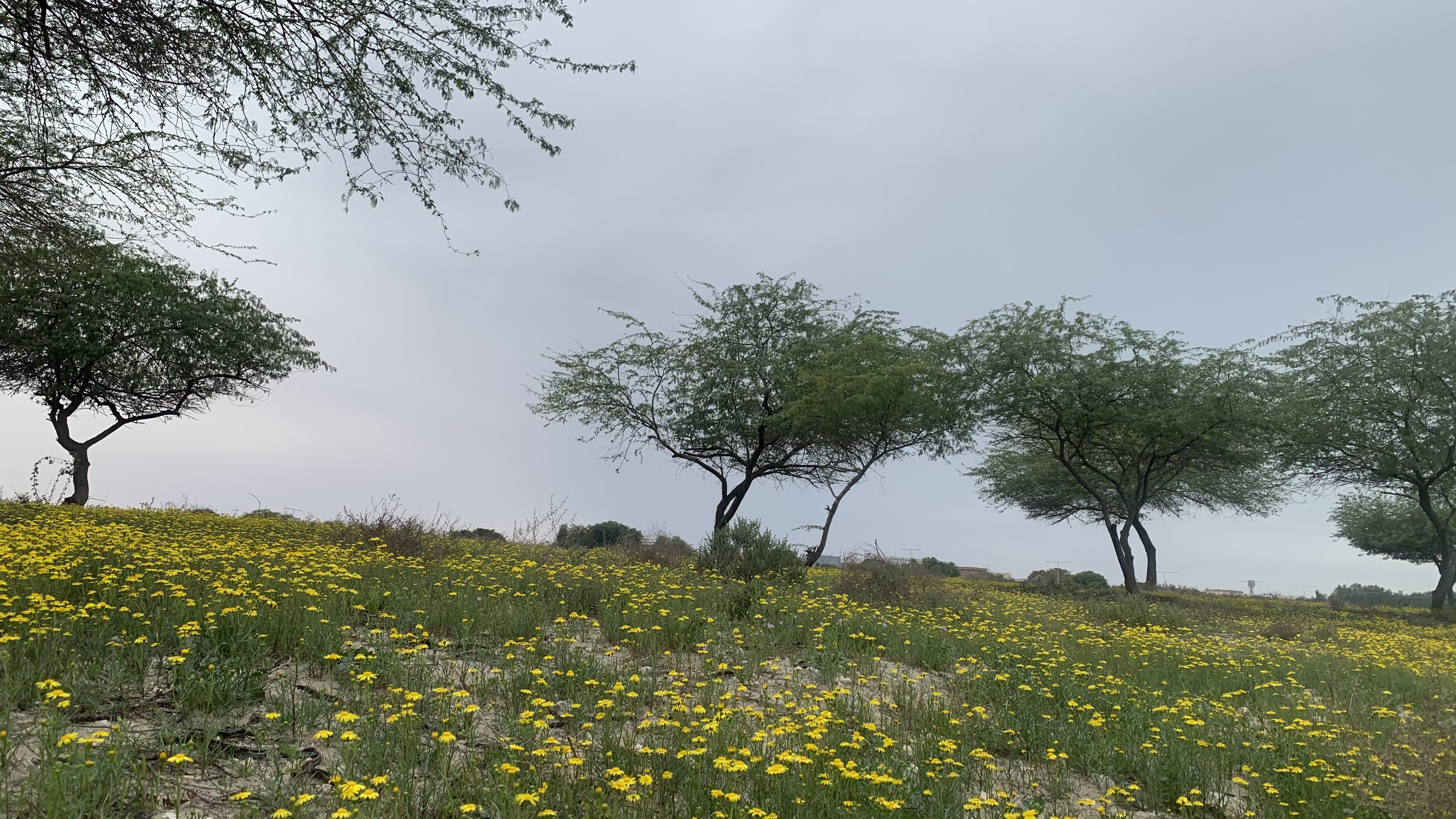 زايد الشهري