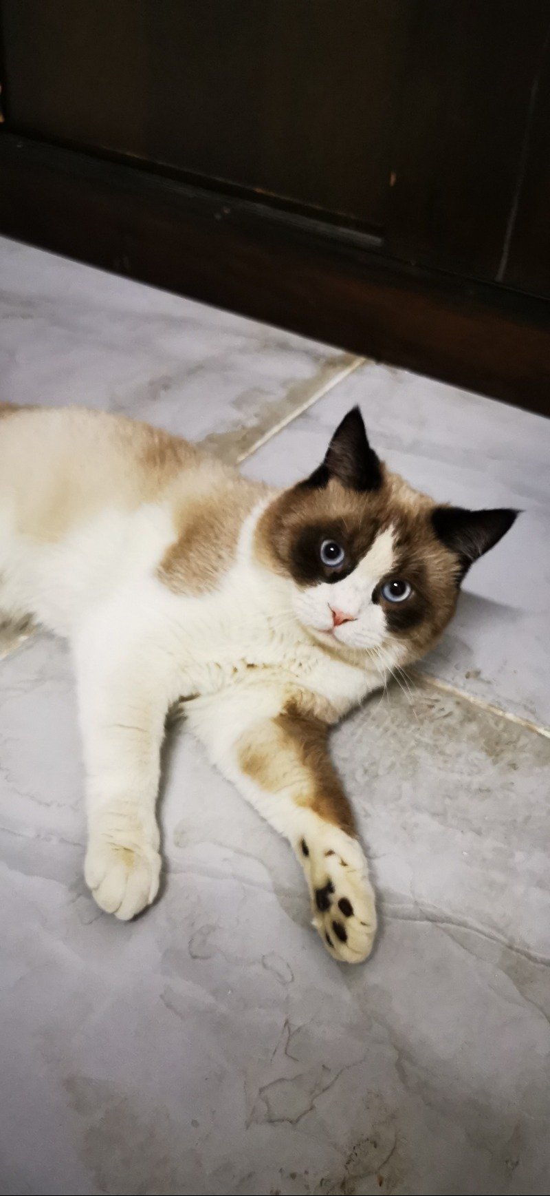 أسامة الحربي