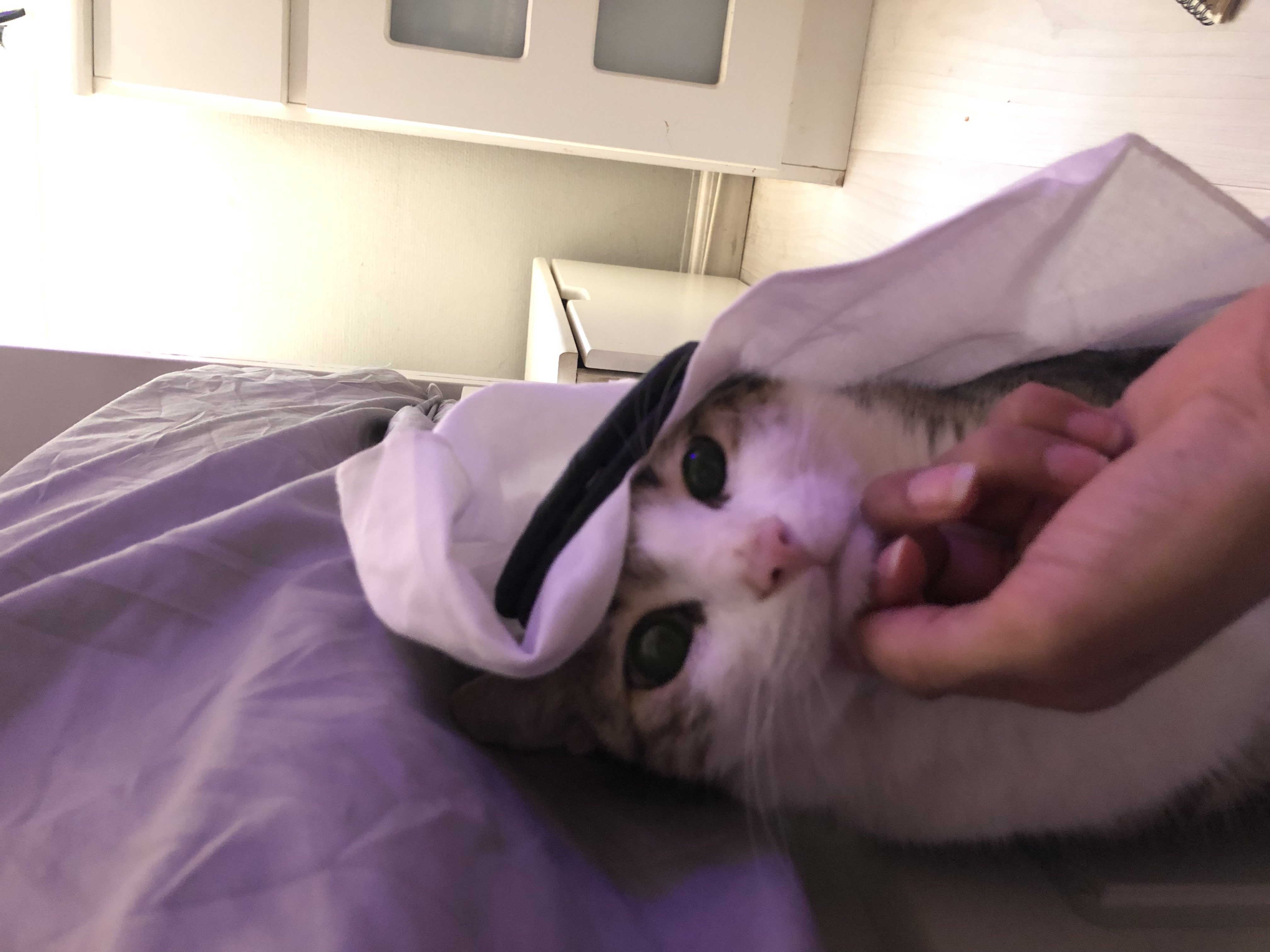 روان الشعلان