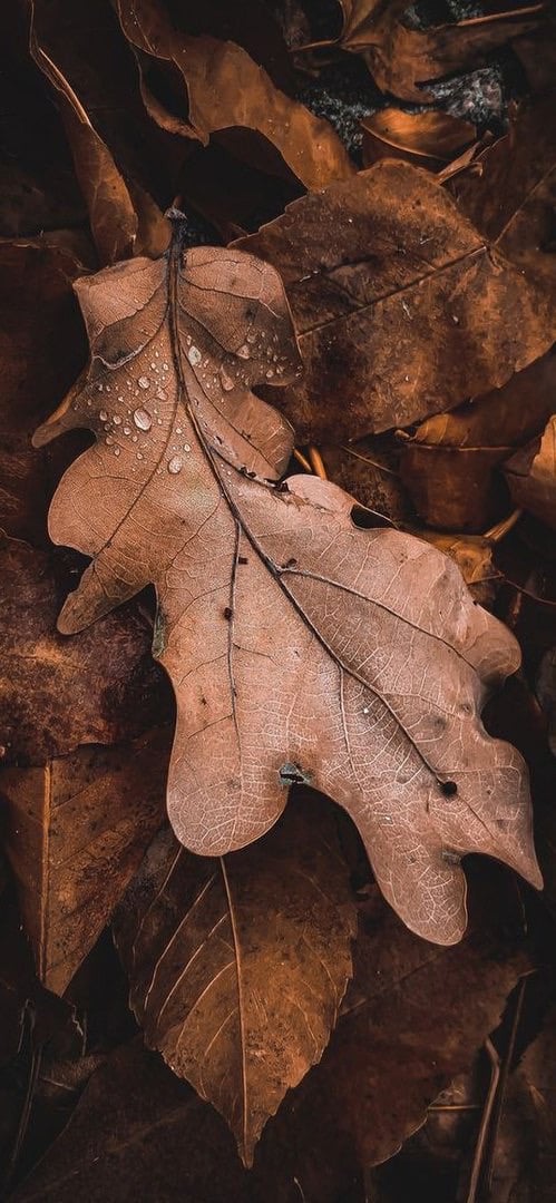 رمزي المعبدي