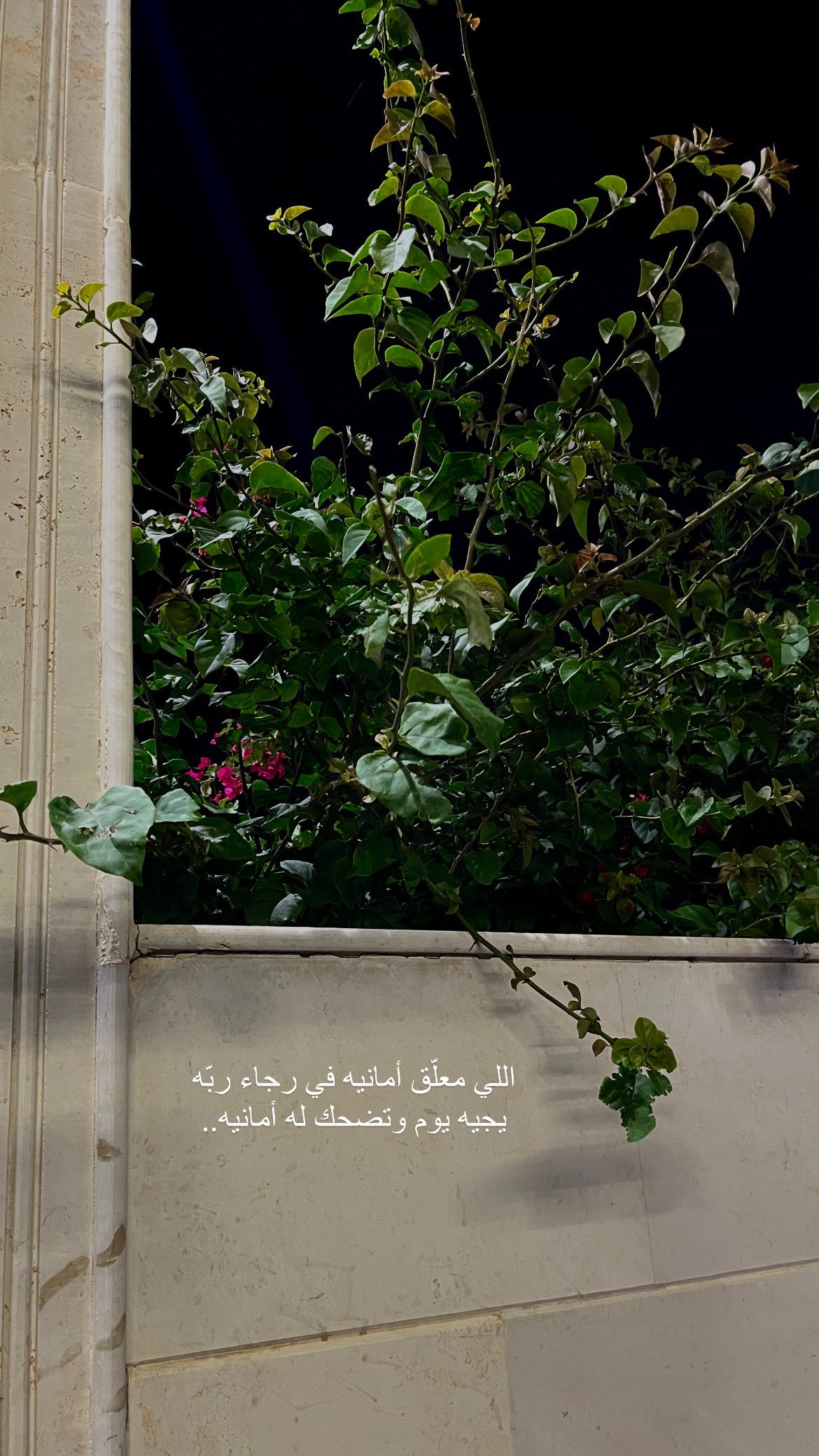 يسرا محمد نعيم