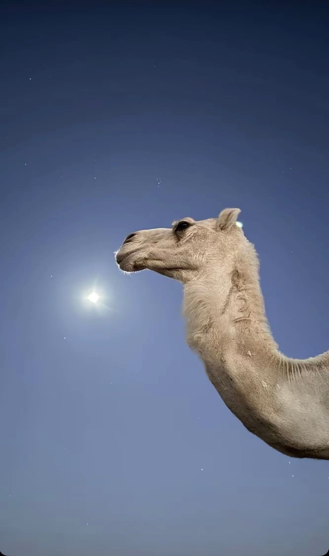 حمدان محمد 
