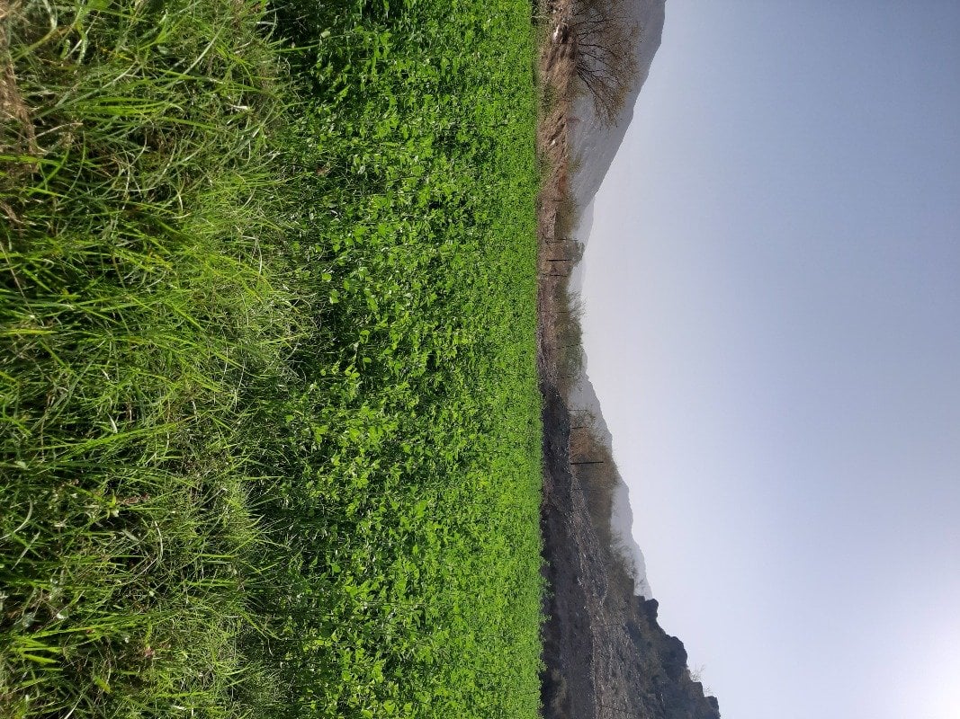 محمد القرني