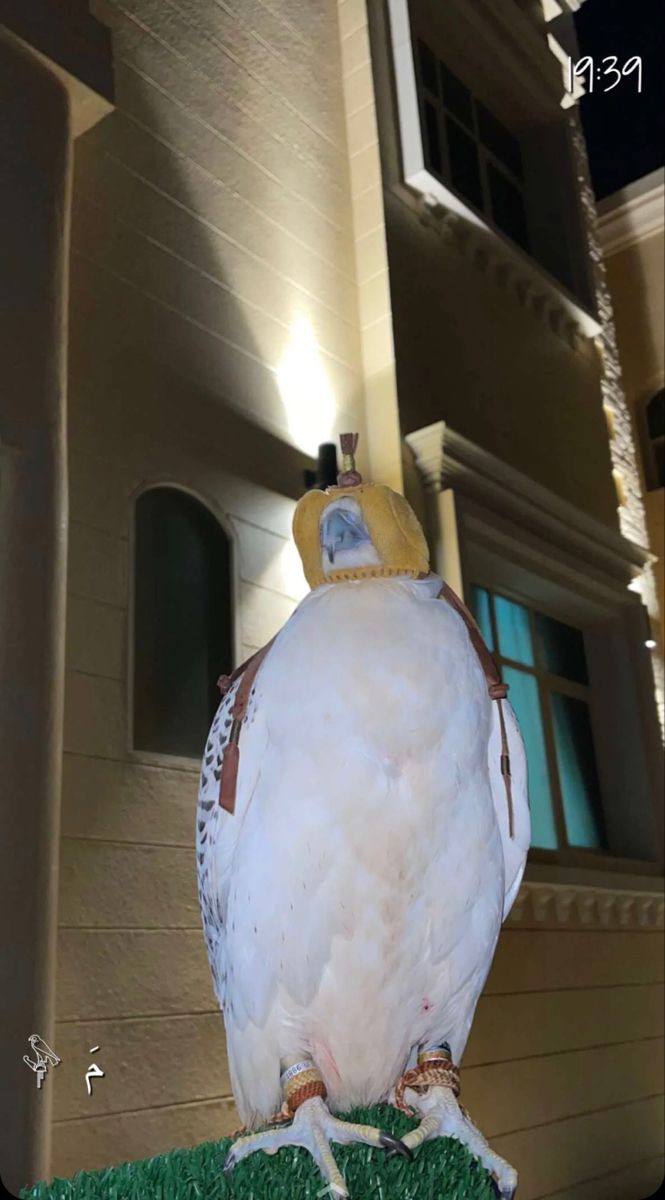 سلطان الشمري