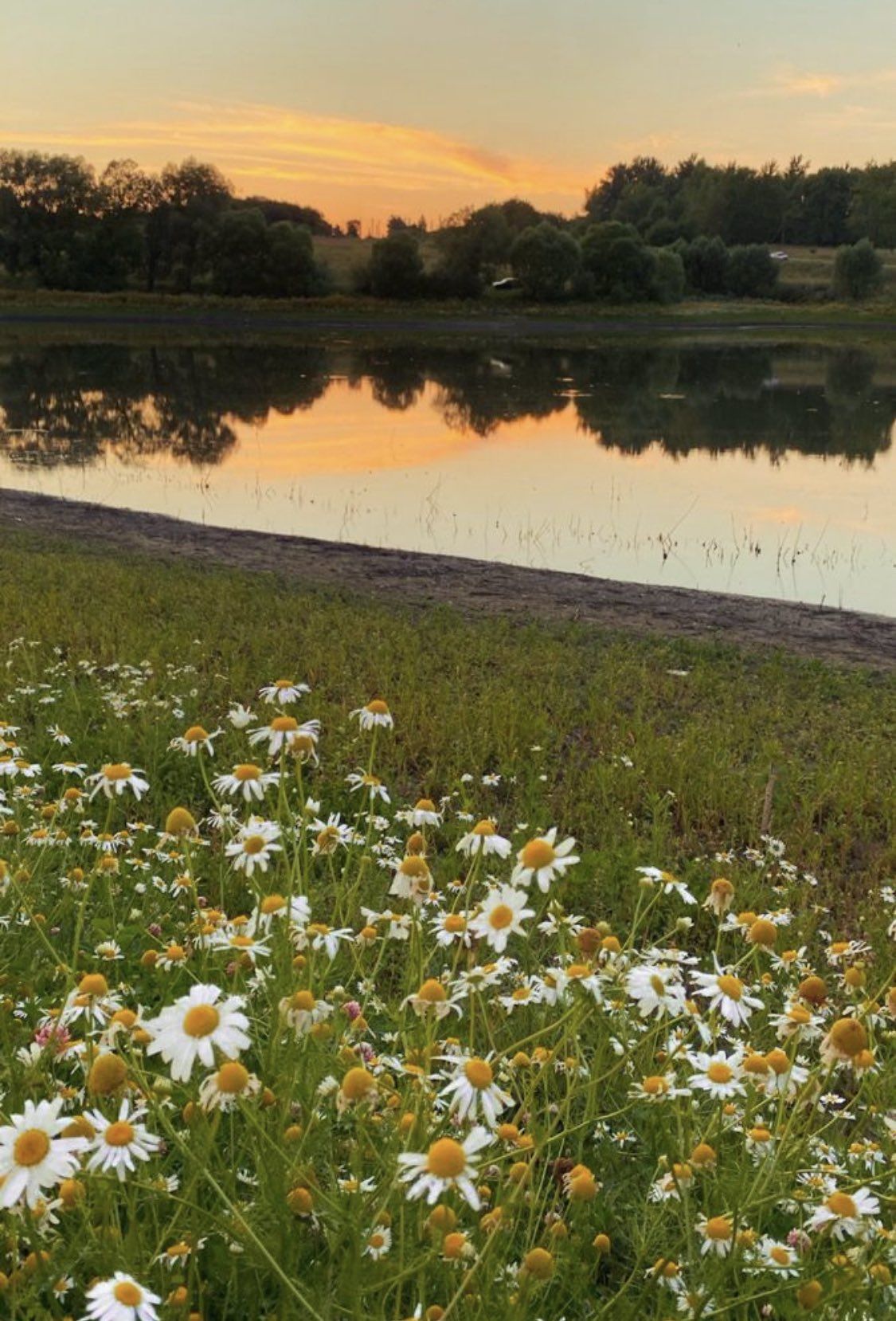 منيف الرشيدي