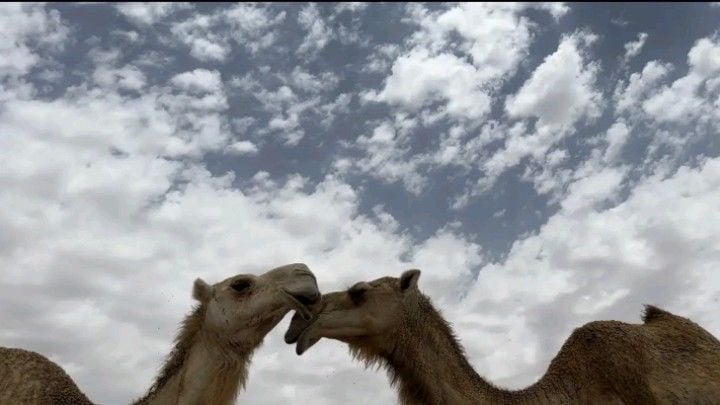 شروق الجهني