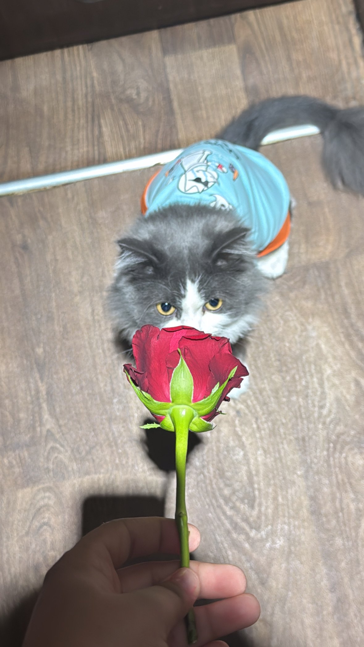 مداد العتيبي