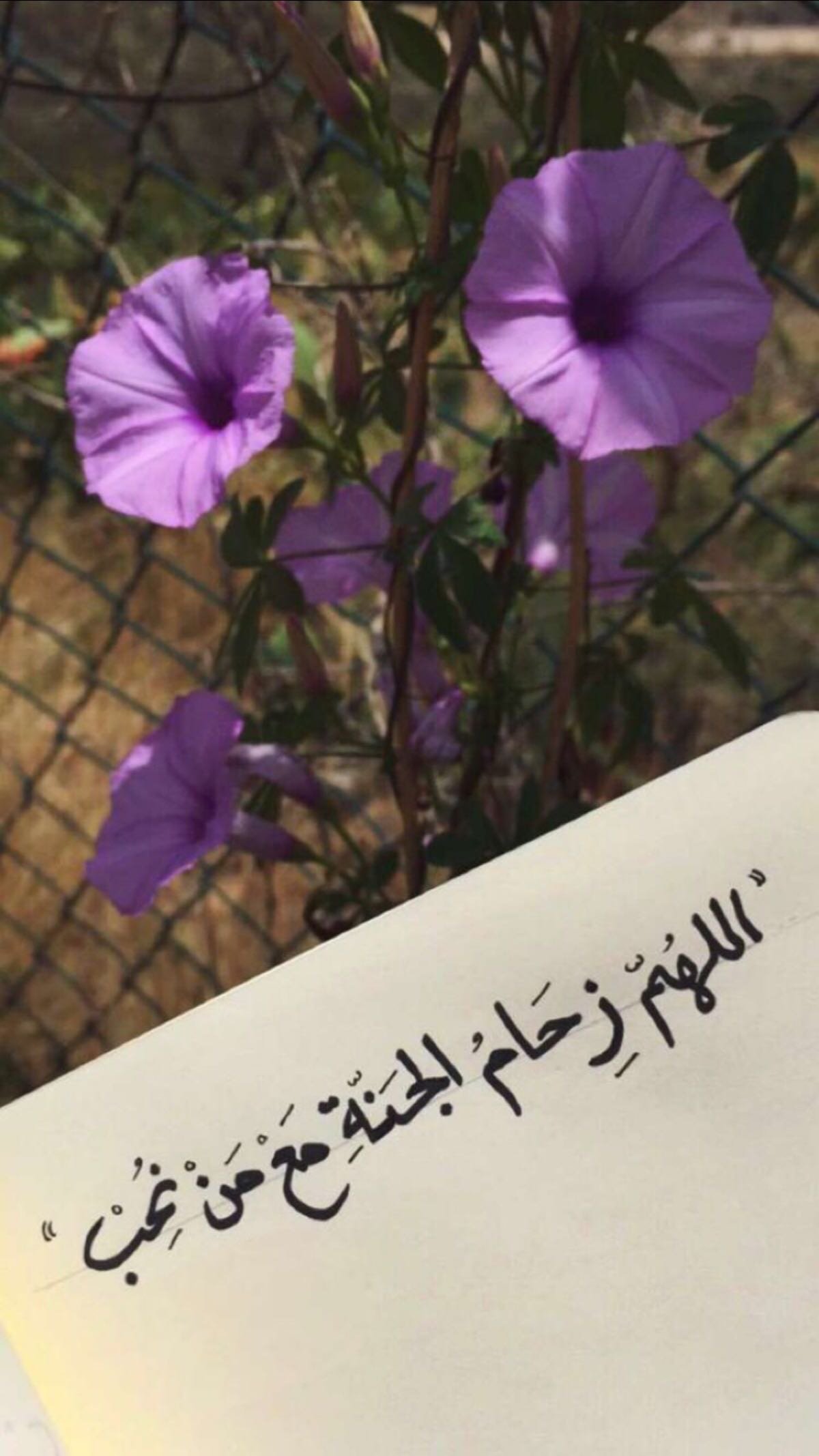 جواهر عبدالله