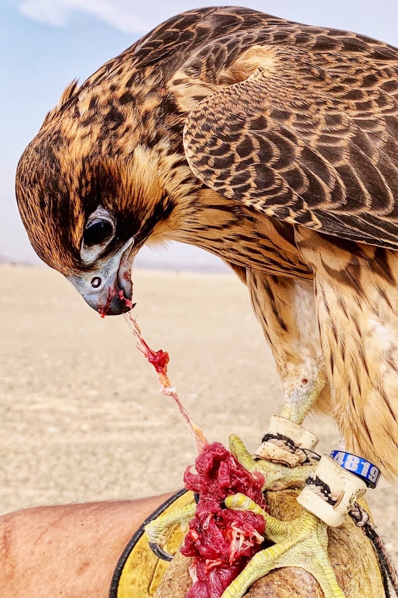 ياسر الحربي