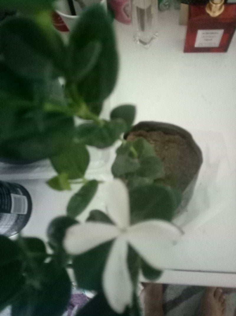 احمد عبدالسلام ابو عبدو