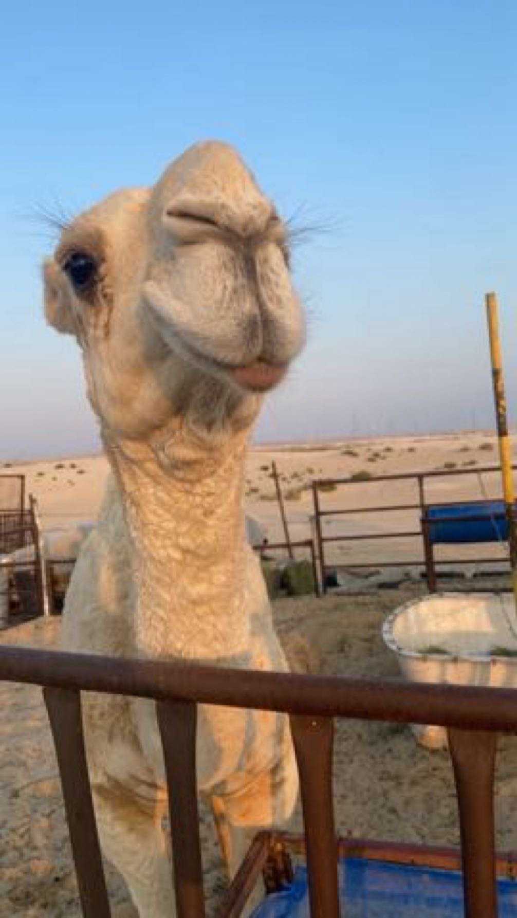 عبدالله خالد