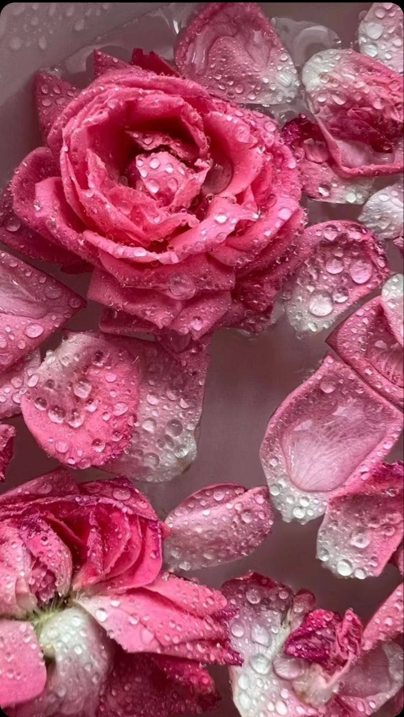 إيمان الحربي