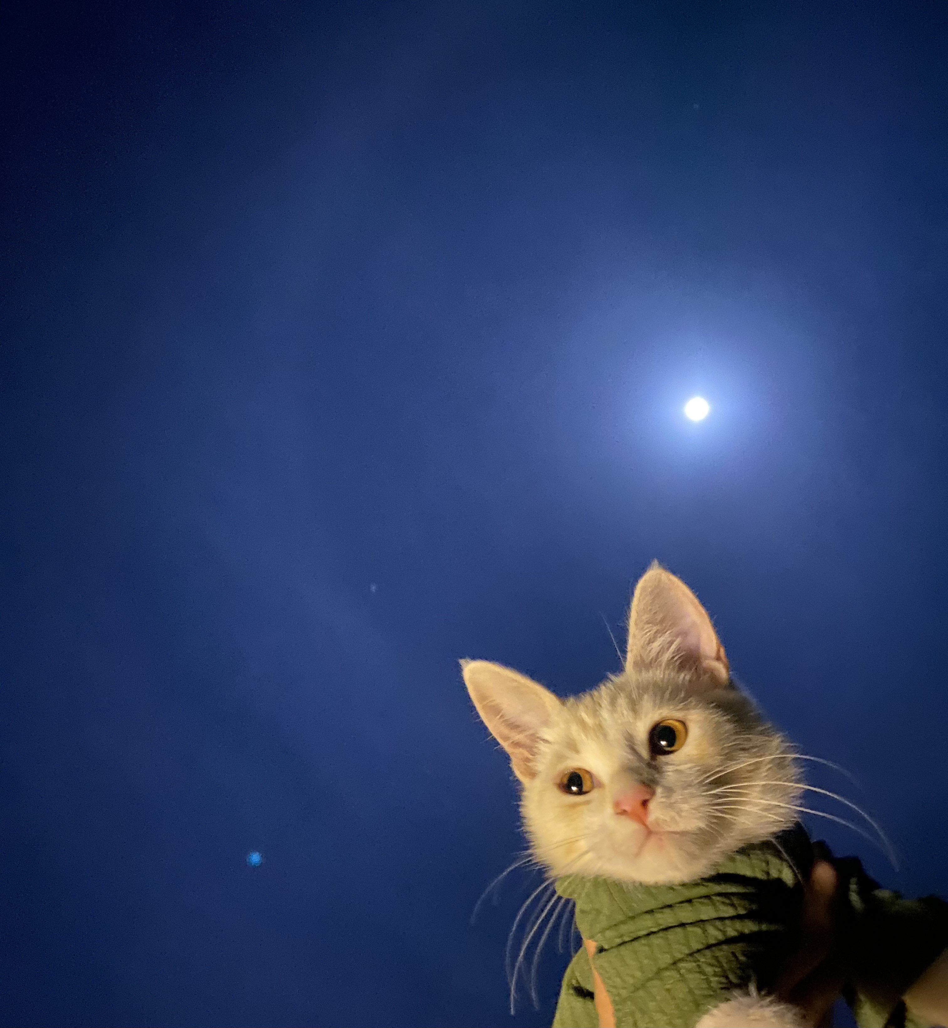 دله المالكي