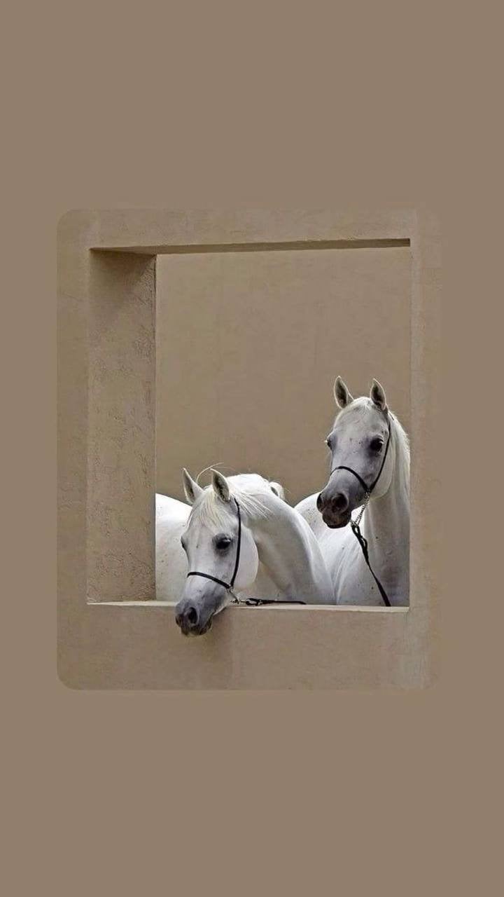 اريام العدواني