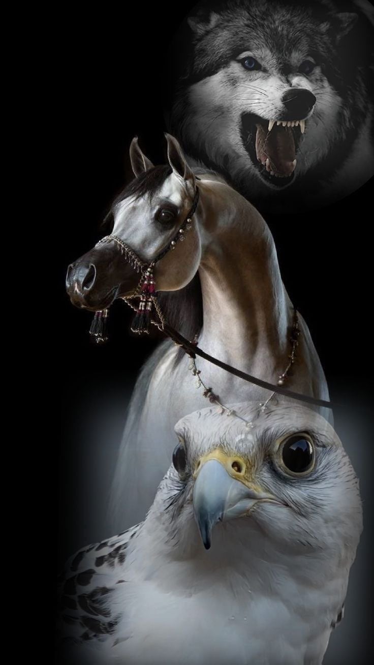 سلطان العطاوي