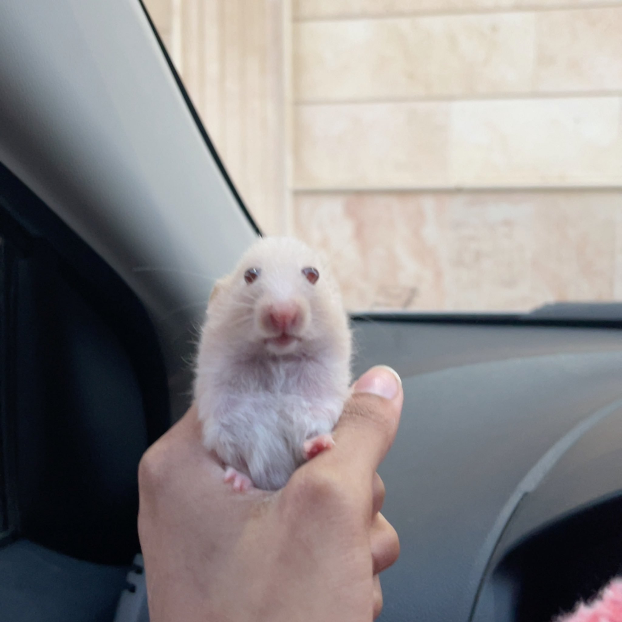 ريان العنزي