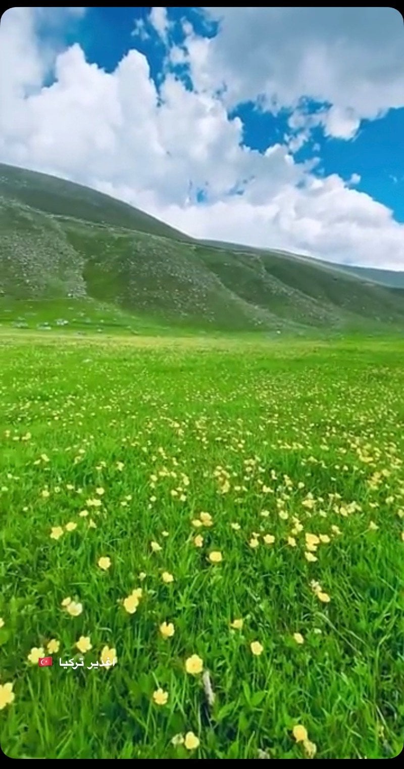 مي الحربي