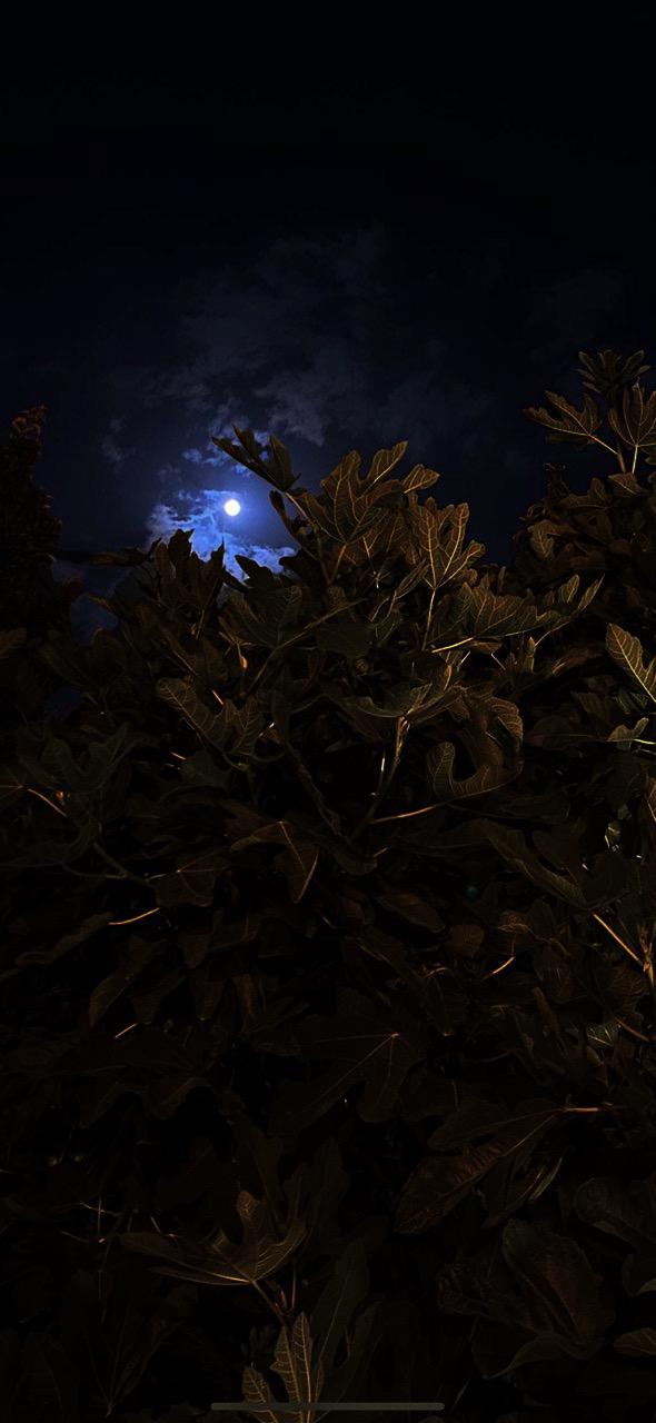 غيداء عبدالمحسن