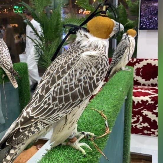 فايز الدوسري