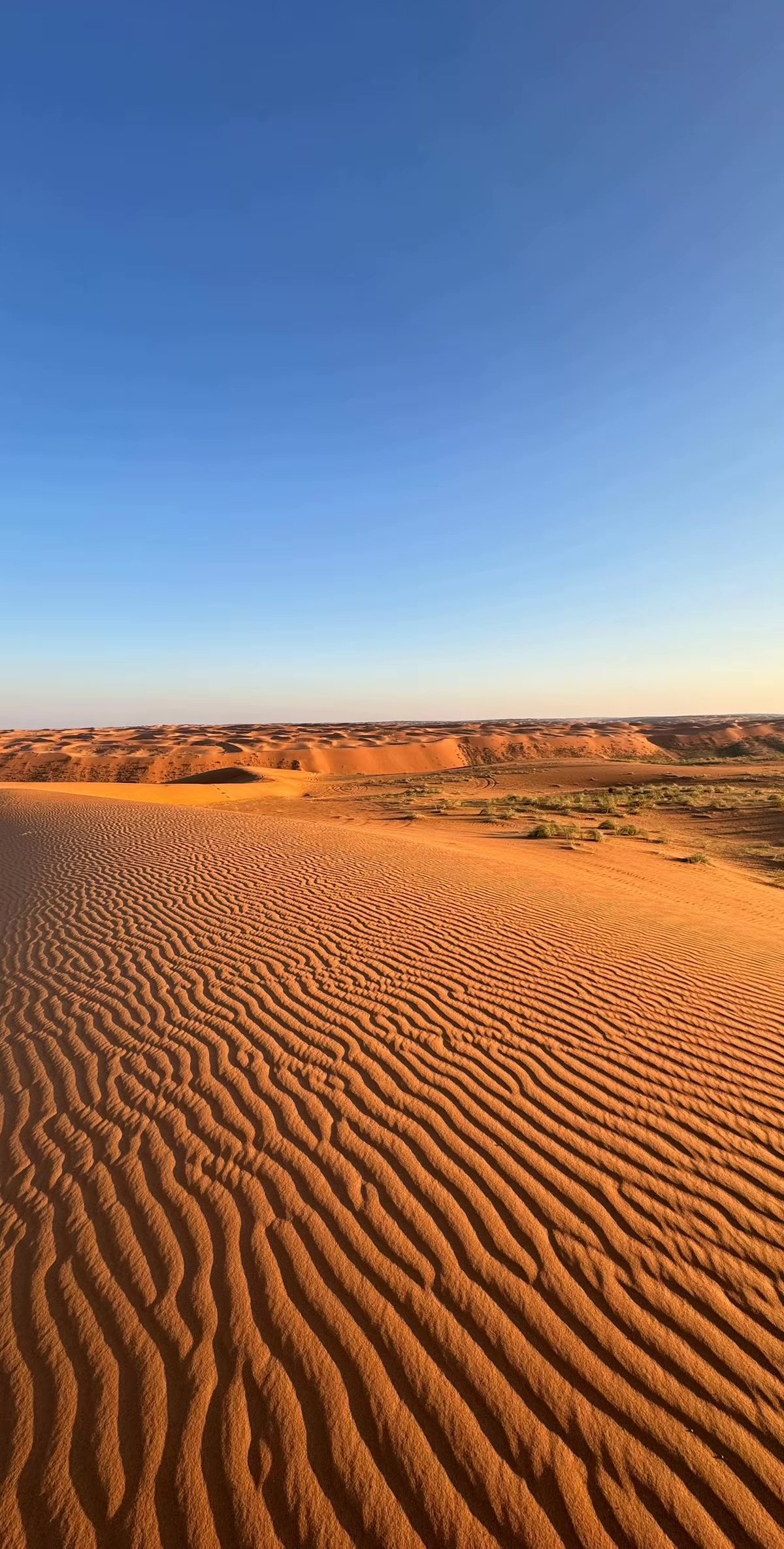 عبدالرحمن الدخيل