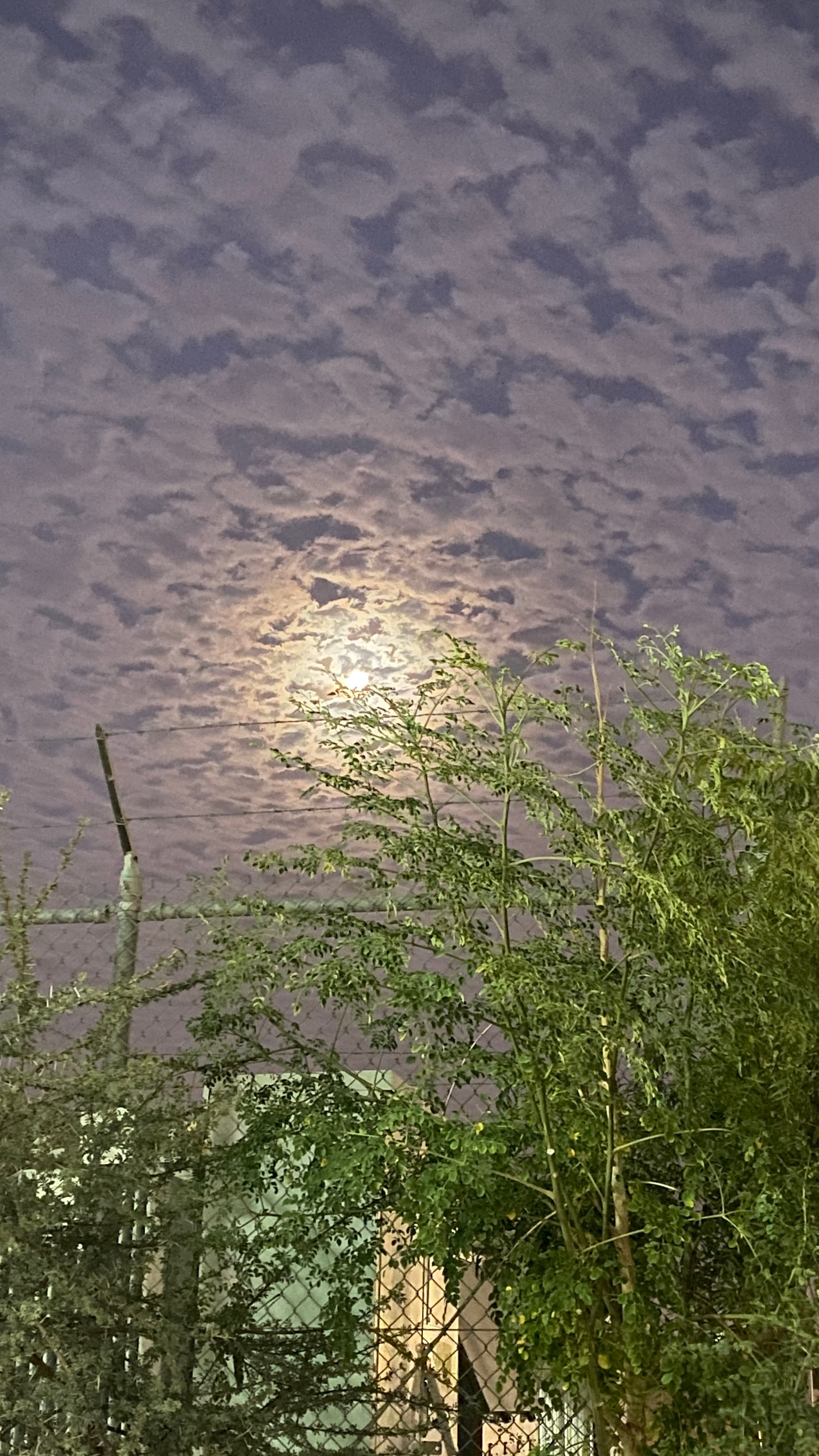 خلف المسيعيد