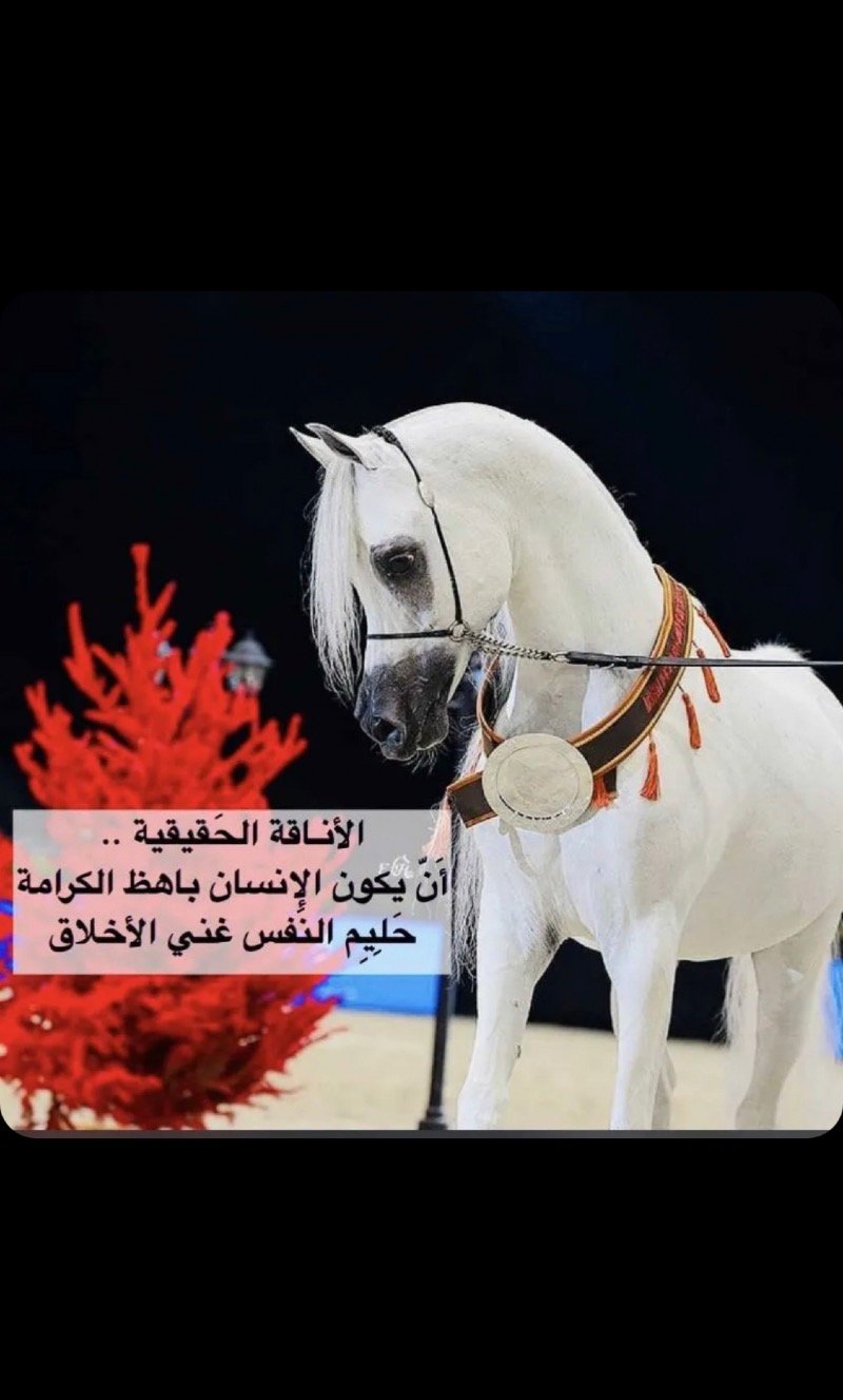 بسام العقيل