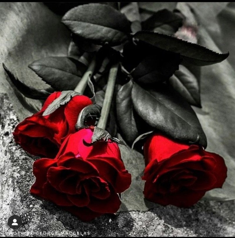 نوف القحطاني