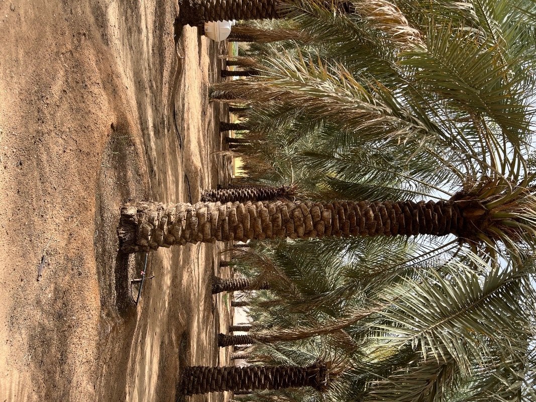 انتصار الوهابي