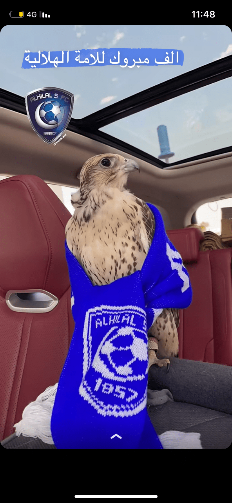 نوال الحربي