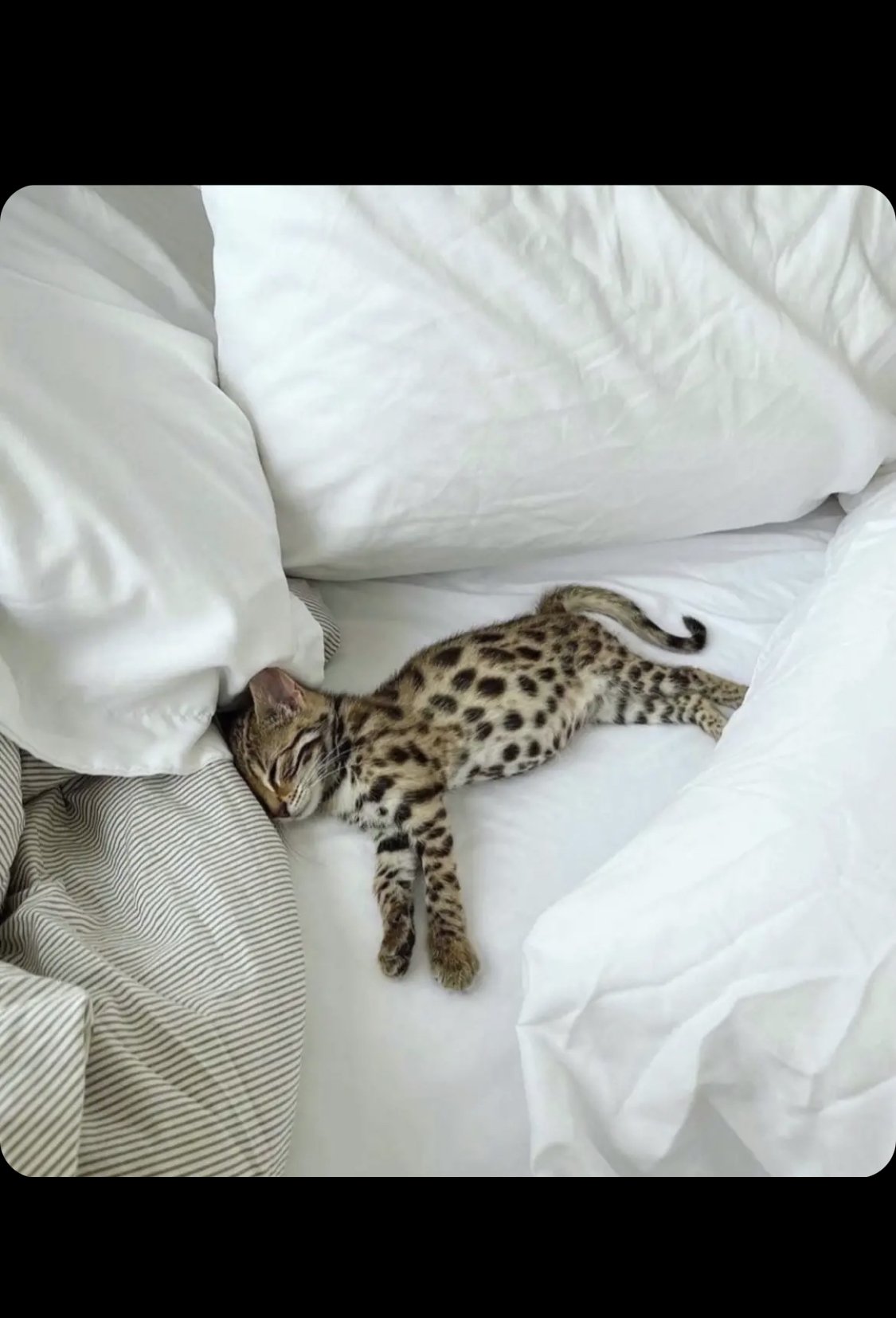 امجاد القحطاني