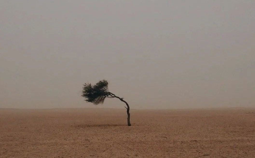 بكر سعود