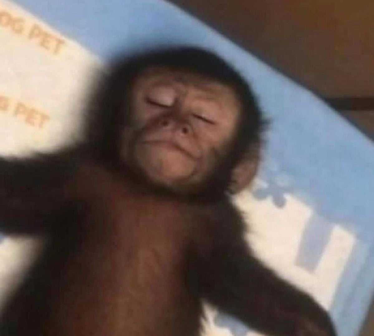 dan 3