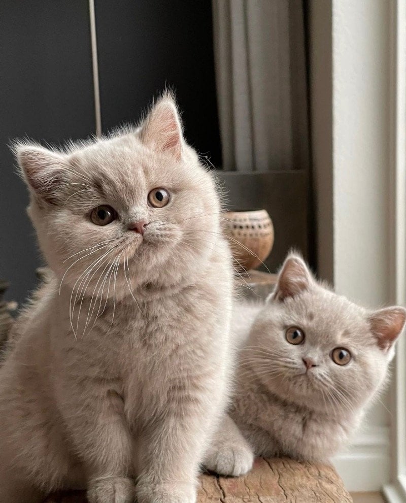 عبدالمجيد الصعيري