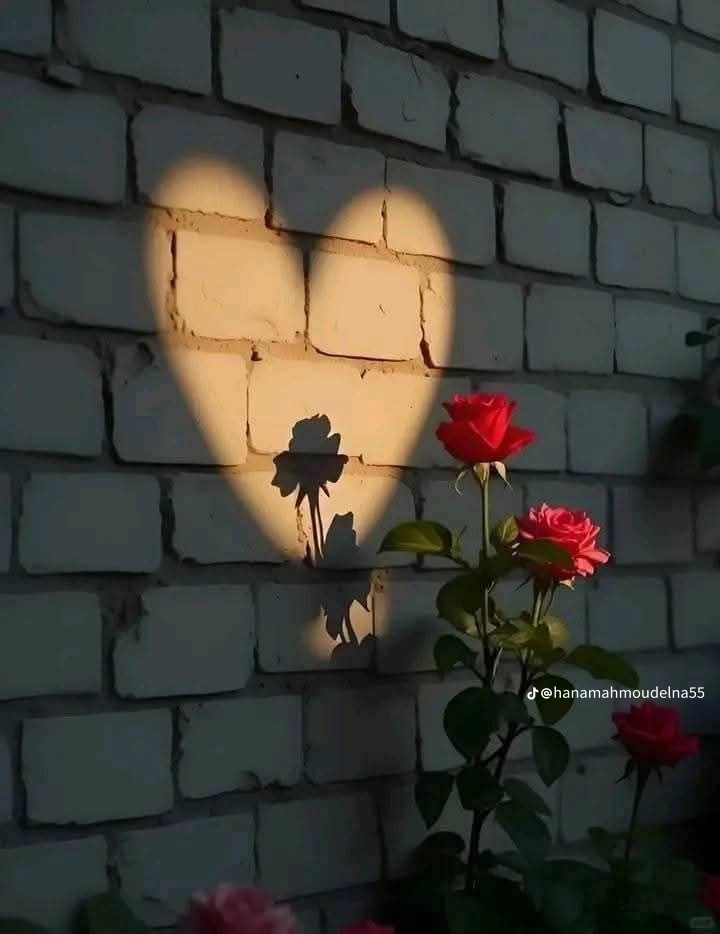 ام شهد المجرش