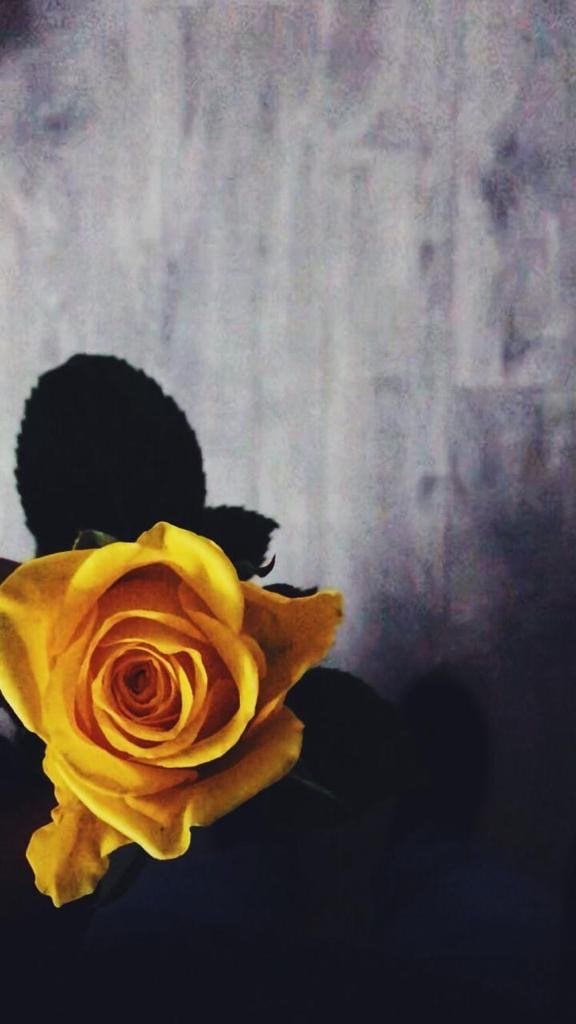 منال الحربي