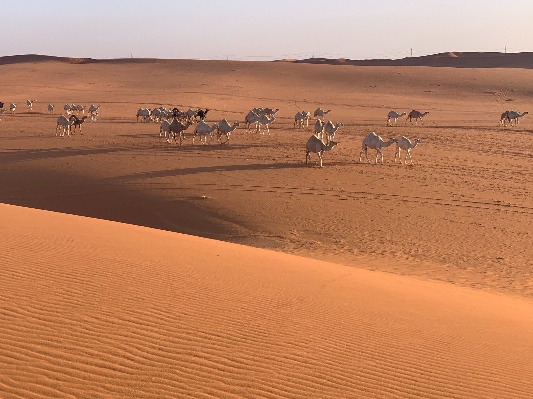 Majed Hamad