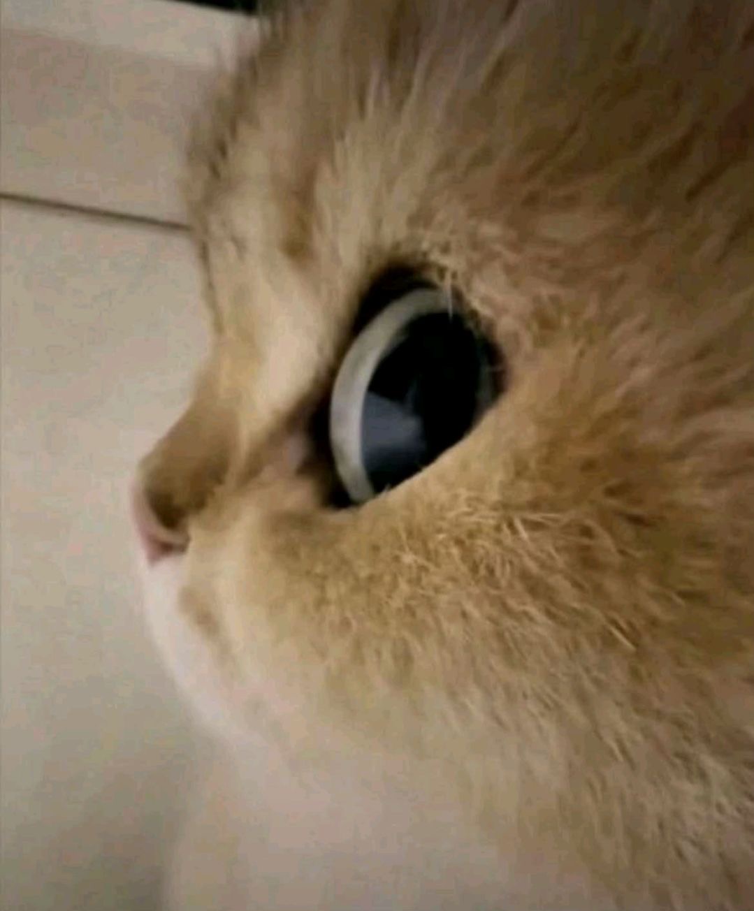 العنود العتيبي