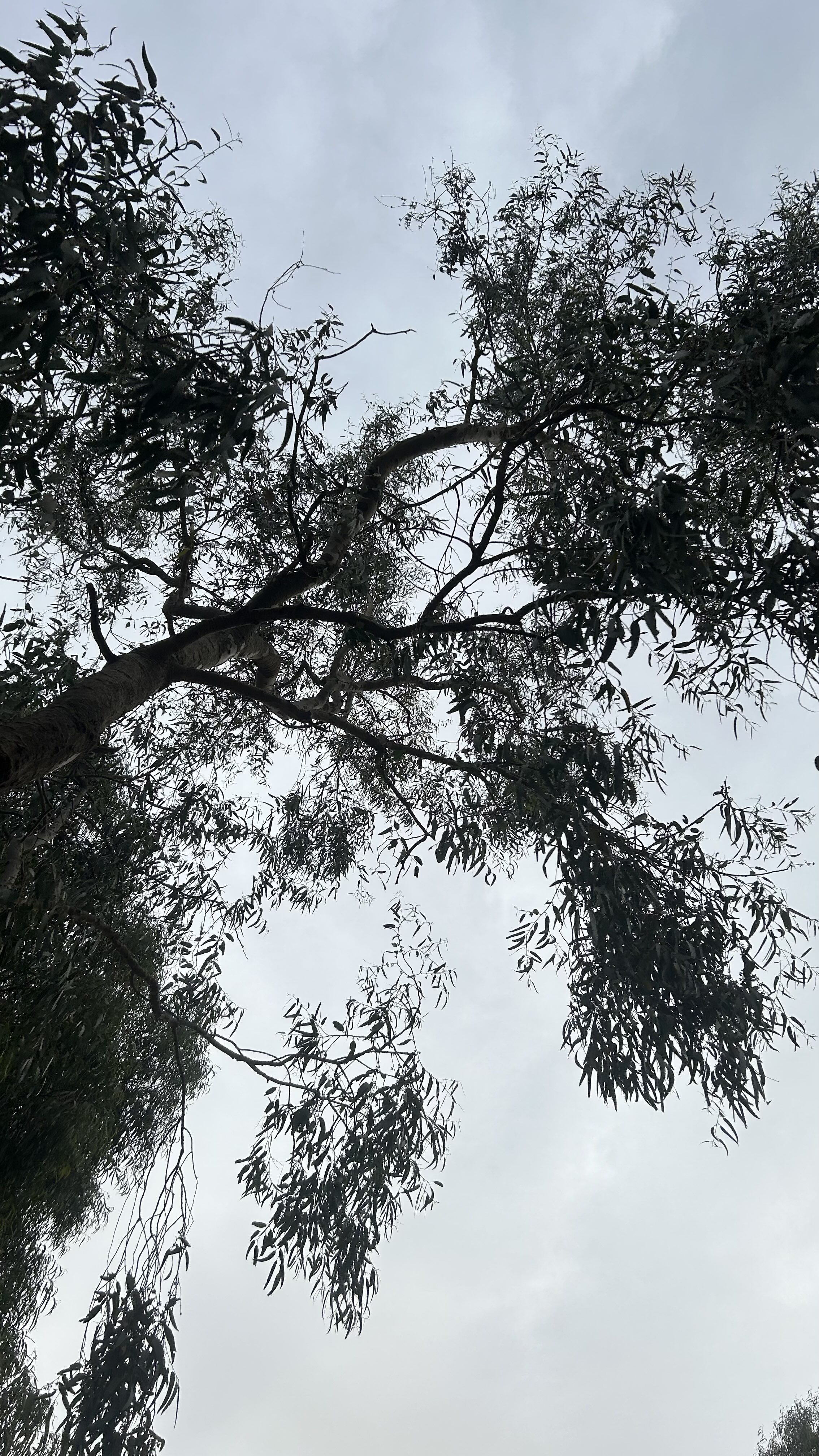 اميره الجبيري