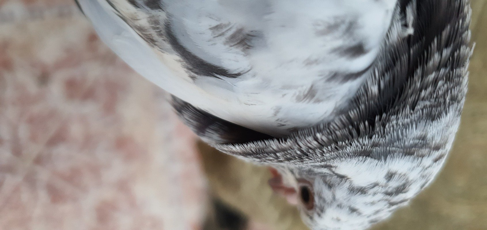 عبدالله الدرهمي