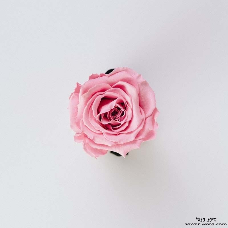 جيهان العتيبي