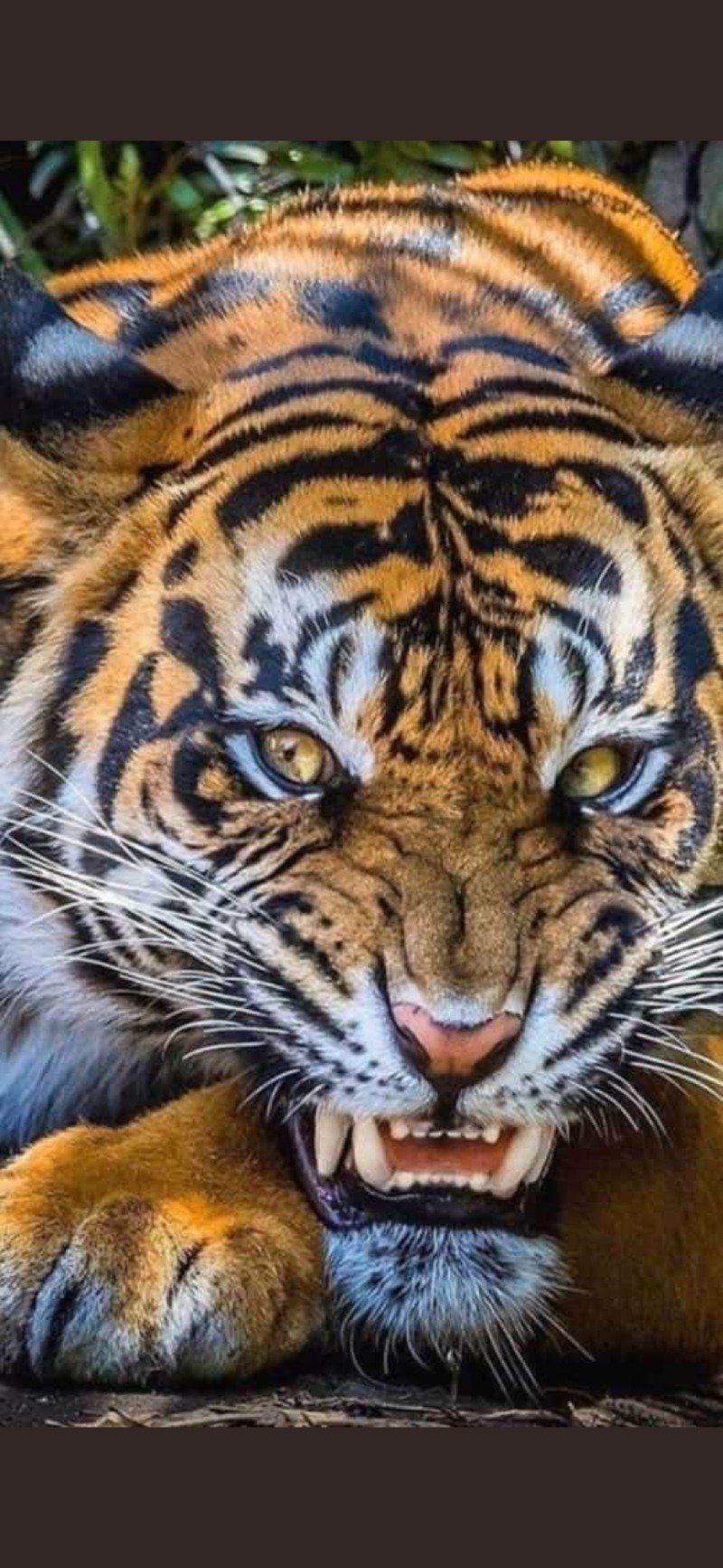 وسيم الصبحي