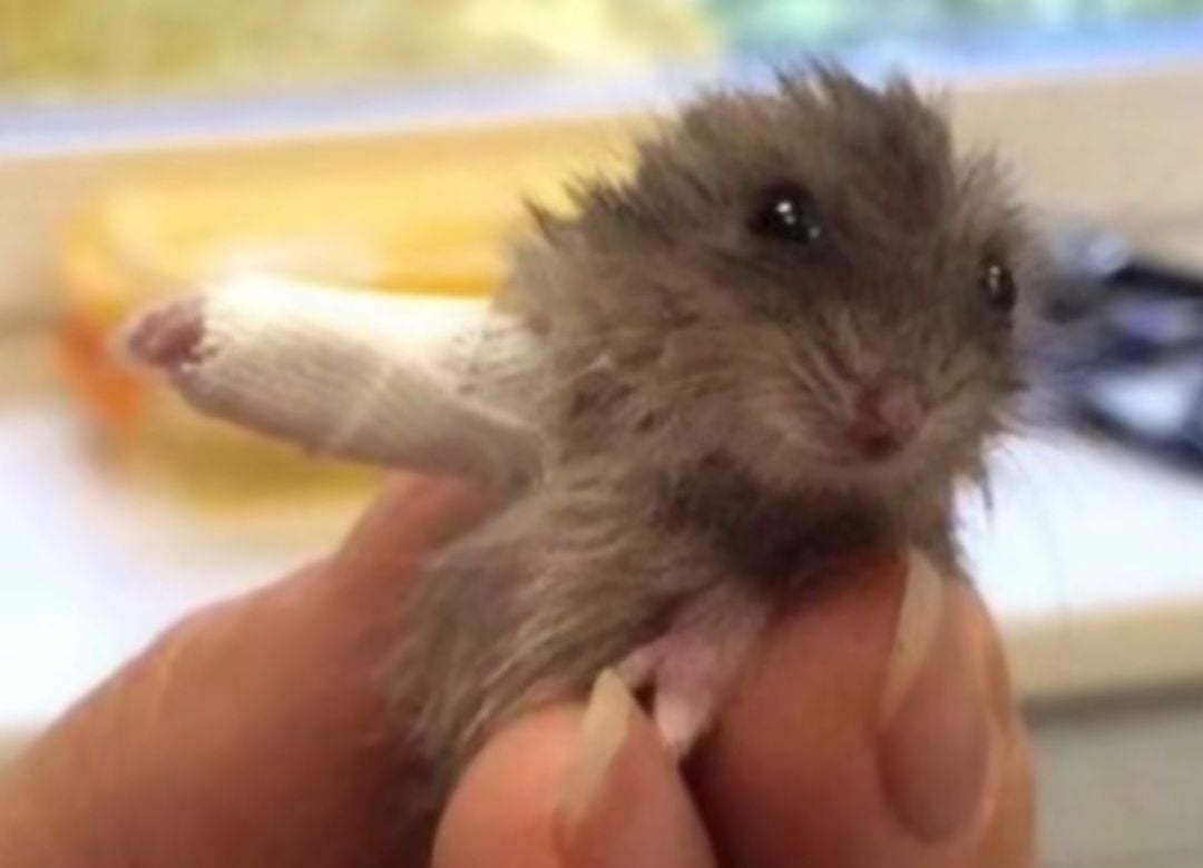 ساره المطيري