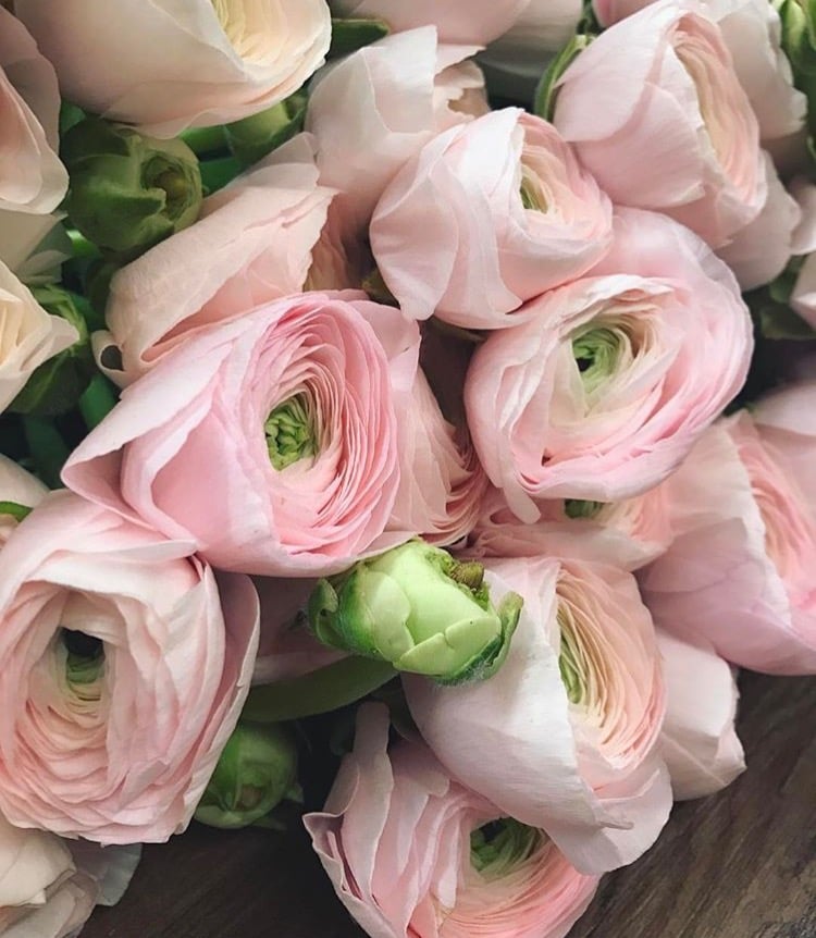 هناء الشبانة